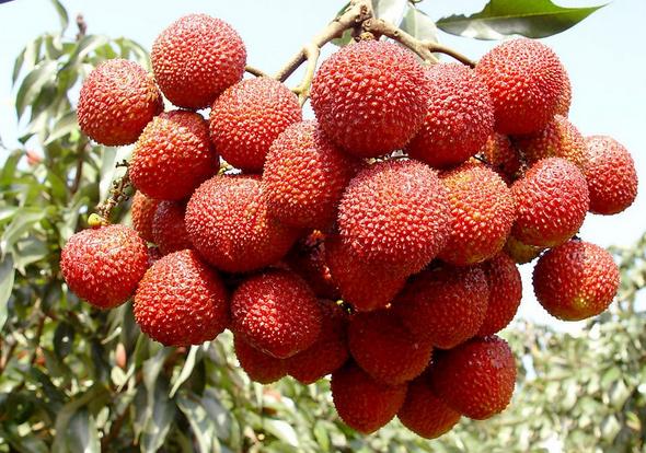 Lychee Seed Litchi chinensis seeds  litchi